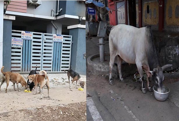 Coronavirus lockdown: BMC starts feeding stray animals in Bhubaneswar –  Odisha News Tune